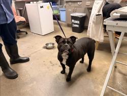 Shelter Stray Female Dog last seen , 14409 Vanowen St, Van Nuys, CA 91405, USA