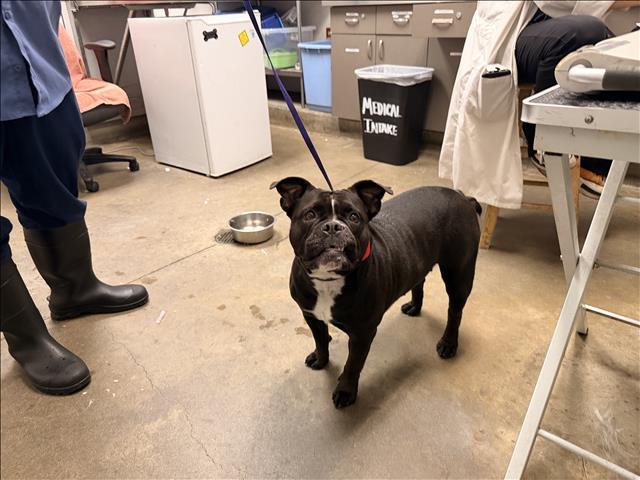 Shelter Stray Female Dog last seen , 14409 Vanowen St, Van Nuys, CA 91405, USA