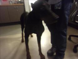 Shelter Stray Male Dog last seen , 14409 Vanowen St, Van Nuys, CA 91405, USA