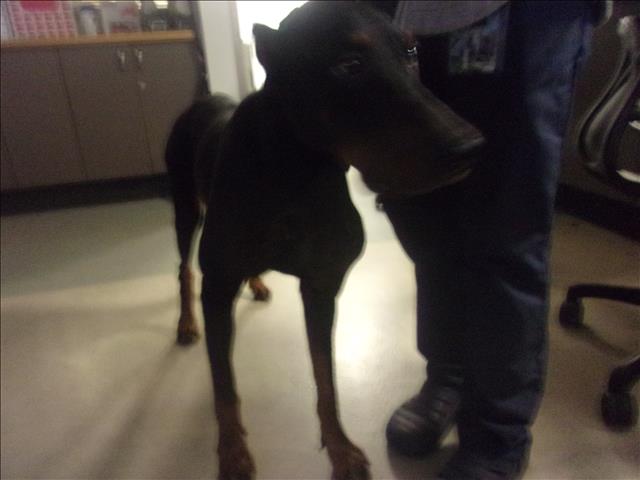 Shelter Stray Male Dog last seen , 14409 Vanowen St, Van Nuys, CA 91405, USA
