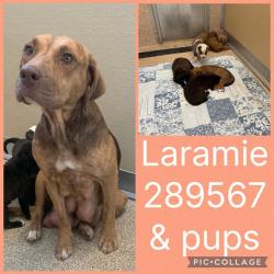 Shelter Stray Female Dog last seen LEONE DR S, 4214 Fulton Mill Rd, Macon, GA 31216, USA