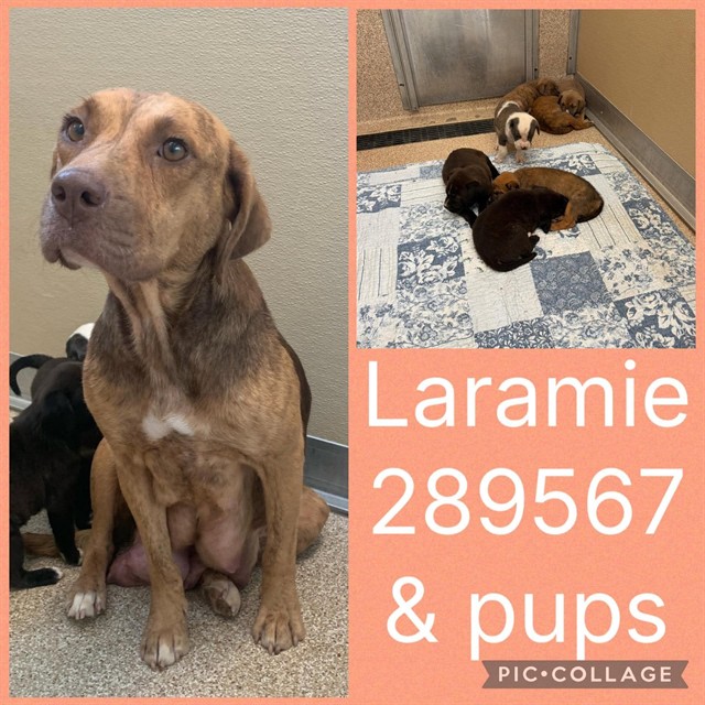 Shelter Stray Female Dog last seen LEONE DR S, 4214 Fulton Mill Rd, Macon, GA 31216, USA