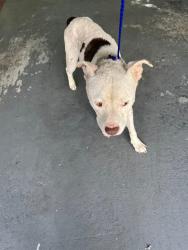 Shelter Stray Male Dog last seen Near BLOCK NE BAYSHORE CT, 3599 NW 79th Ave, Doral, FL 33122, USA
