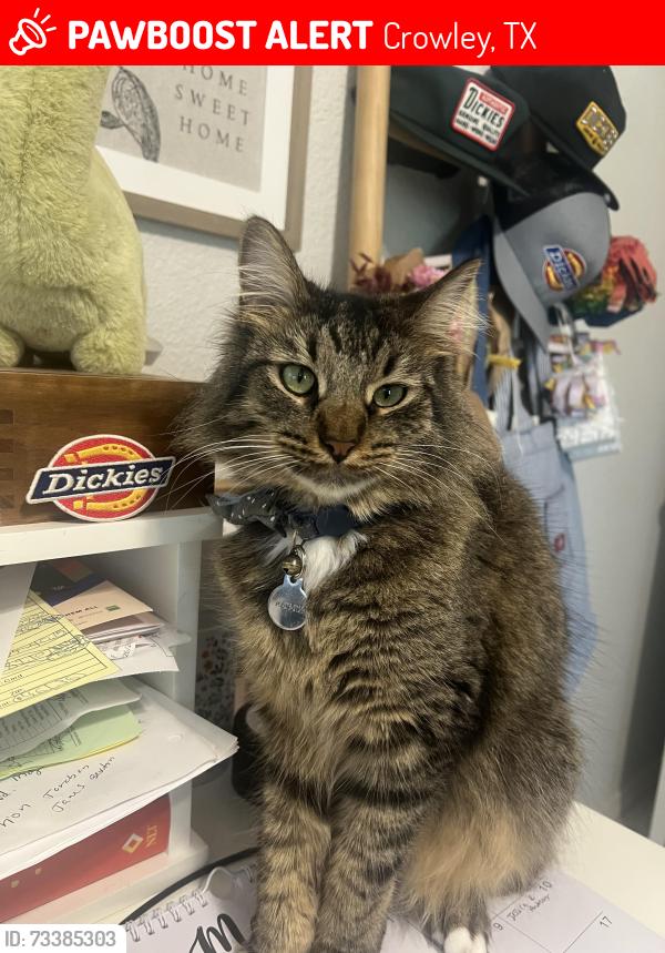 Lost Male Cat last seen Skelly and water lane, Crowley, TX 76036