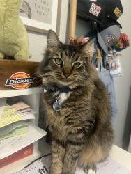 Lost Male Cat last seen Skelly and water lane, Crowley, TX 76036