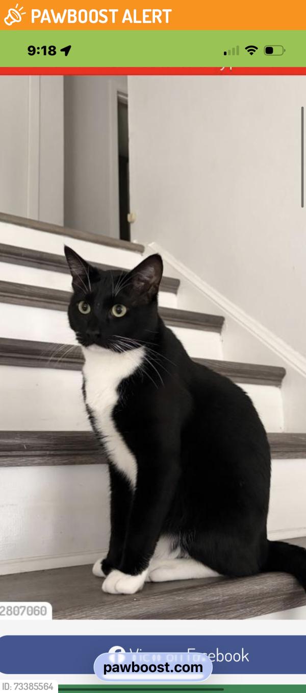 Found/Stray Male Cat last seen Northlake Forest Drive at flowercrost Drive, Northlake Forest, TX 77429