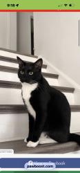Found/Stray Male Cat last seen Northlake Forest Drive at flowercrost Drive, Northlake Forest, TX 77429