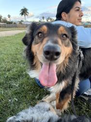 Reunited Male Dog last seen Jackson, San Jose, CA 95116