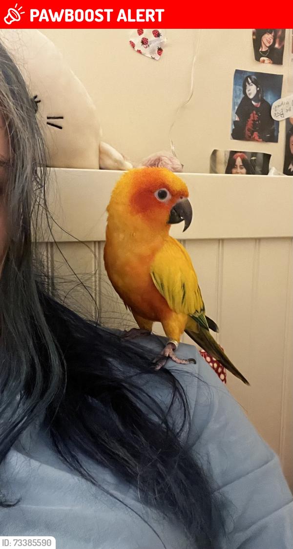 Lost Male Bird last seen Vose avenue, South Orange Village, NJ 07079