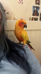 Lost Male Bird last seen Vose avenue, South Orange Village, NJ 07079