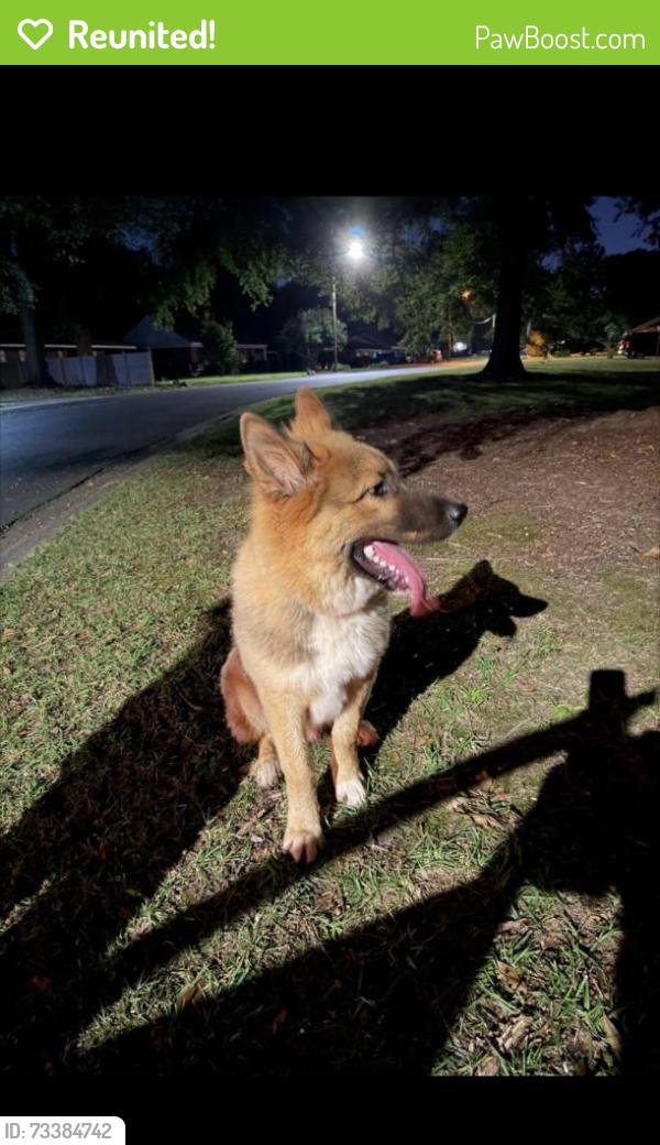Reunited Male Dog last seen clanton rd, seaman dr, Charlotte, NC 28217