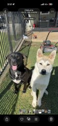 Reunited Male Dog last seen Robin Place, Cleburne, TX 76033
