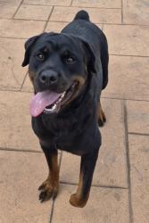 Shelter Stray Female Dog last seen Super 1 Jewella, Caddo Parish, LA, 1500 Monty St, Shreveport, LA 71107, USA