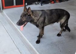 Reunited Male Dog last seen Nottingham Acres neighborhood across from London Schools. He was last seen at a neighbors home off Lion Hart/Loxley., Nueces County, TX 78415