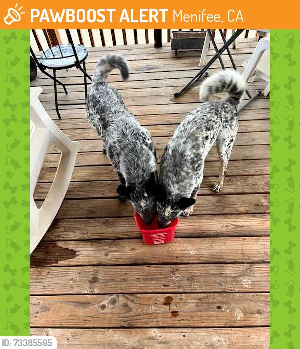 Found/Stray Unknown Dog last seen Hecht Rd and cross hill, Menifee, CA 92587