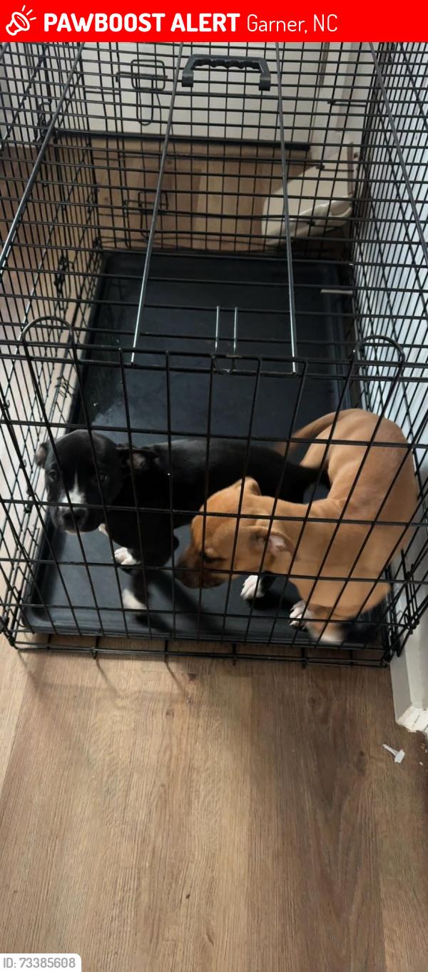 Lost Female Dog last seen New Rand Road, Garner, NC 27529
