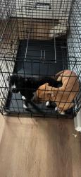Lost Female Dog last seen New Rand Road, Garner, NC 27529