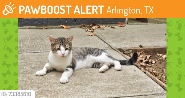 Found/Stray Male Cat last seen Spanish Trail, Arlington, TX 76016