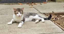 Found/Stray Male Cat last seen Spanish Trail, Arlington, TX 76016
