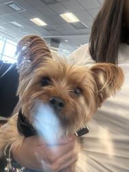 Lost Male Dog last seen Fiu, Miami, FL 33174