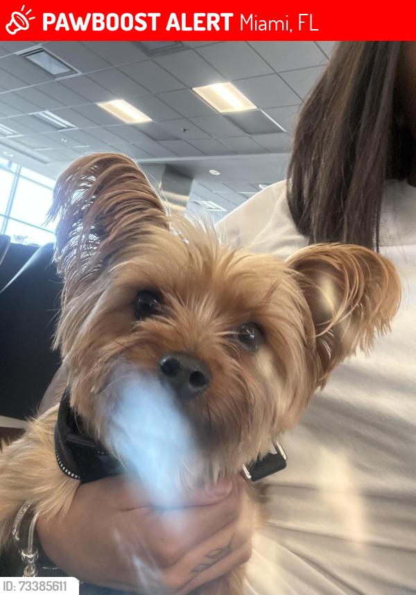Lost Male Dog last seen Fiu, Miami, FL 33174