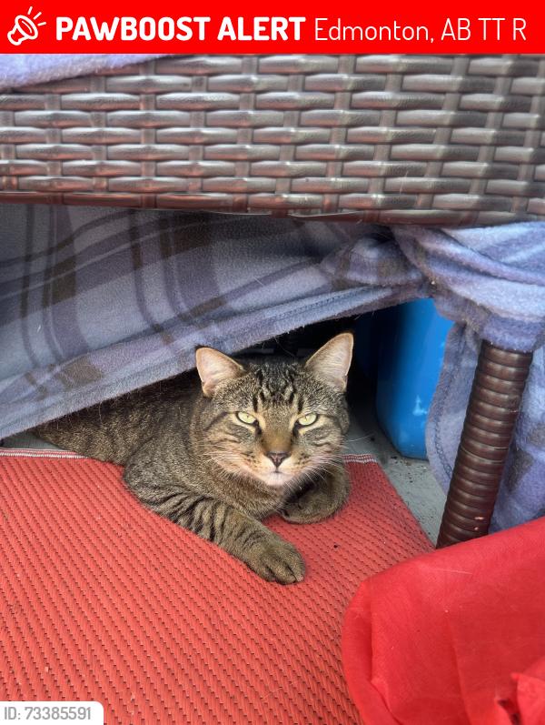 Lost Male Cat last seen Near Ave and 172 St NW (Beside Callingwood offleash dog park), Edmonton, AB T5T 2R1