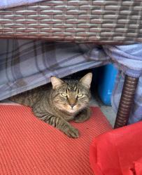 Lost Male Cat last seen Near Ave and 172 St NW (Beside Callingwood offleash dog park), Edmonton, AB T5T 2R1