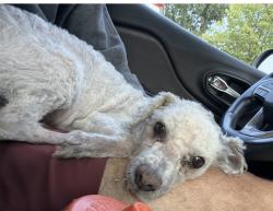 Reunited Male Dog last seen Addison and austin, Chicago, IL 60641