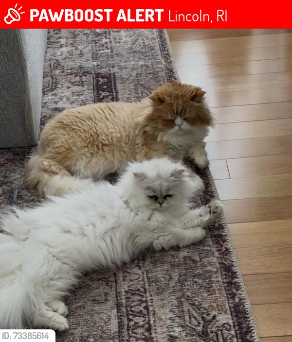 Lost Male Cat last seen Angell Rd. Lincoln, RI, Lincoln, RI 02865
