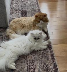 Lost Male Cat last seen Angell Rd. Lincoln, RI, Lincoln, RI 02865