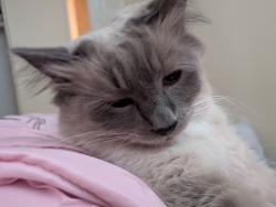 Lost Male Cat last seen Sharon st, Temecula, CA 92592