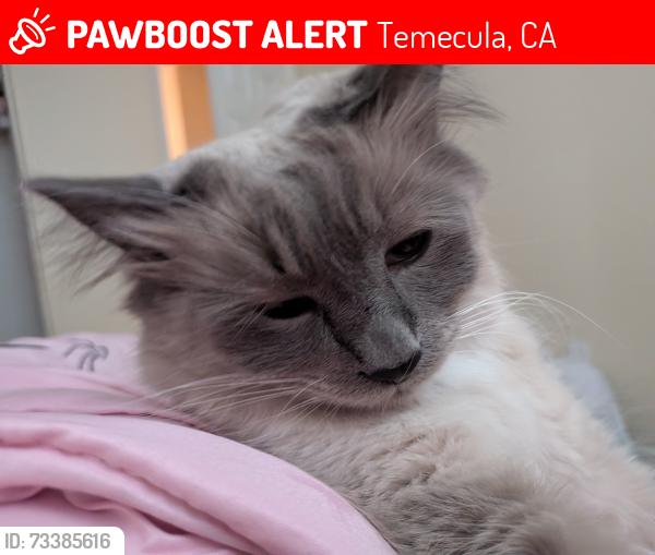 Lost Male Cat last seen Sharon st, Temecula, CA 92592