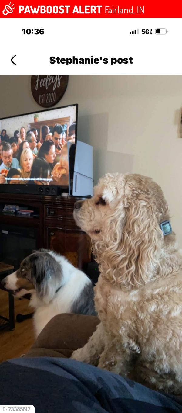 Lost Female Dog last seen Christopher lane Fairland, Fairland, IN 46126