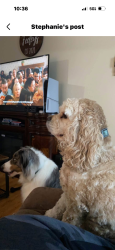 Lost Female Dog last seen Christopher lane Fairland, Fairland, IN 46126