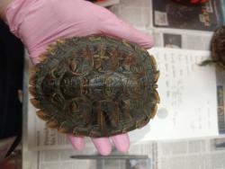 Shelter Stray Male Reptile last seen Near E Main St, El Cajon, CA 92021, El Cajon, CA, 92021, El Cajon, CA 92020, USA