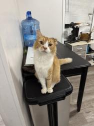 Found/Stray Male Cat last seen By a church behind a walmart - we believe its the hudson walmart, Hudson, FL 34667
