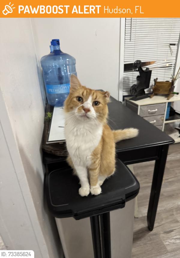 Found/Stray Male Cat last seen By a church behind a walmart - we believe its the hudson walmart, Hudson, FL 34667