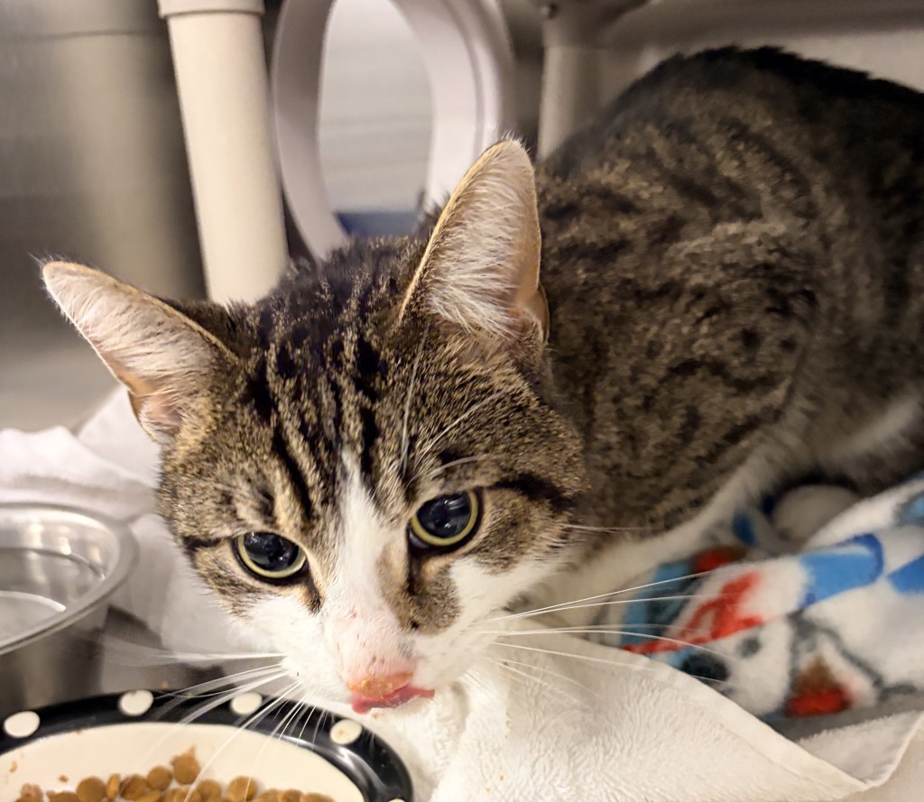 Shelter Stray Male Cat last seen Reece Road, SEVERN, MD, 21144, 411 Maxwell Frye Rd, Millersville, MD 21108, USA