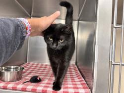 Shelter Stray Female Cat last seen Near Washington Ave, BRONX, NY, 10451, 326 E 110th St, New York, NY 10029, USA