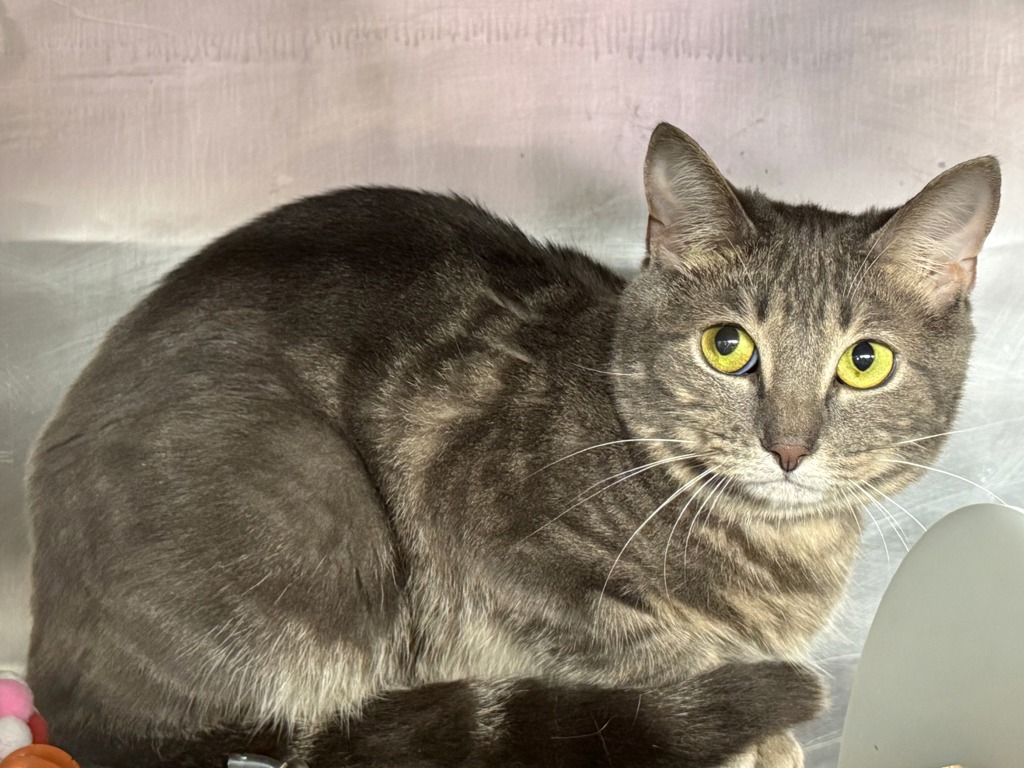 Shelter Stray Male Cat last seen Near Lott Avenue, BROOKLYN, NY, 11212, 326 E 110th St, New York, NY 10029, USA
