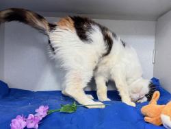 Shelter Stray Female Cat last seen Near Lacombe Avenue, BRONX, NY, 10473, 326 E 110th St, New York, NY 10029, USA