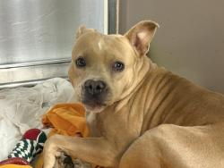 Shelter Stray Female Dog last seen 145-27 157th Street, JAMAICA, NY, 11434, 326 E 110th St, New York, NY 10029, USA