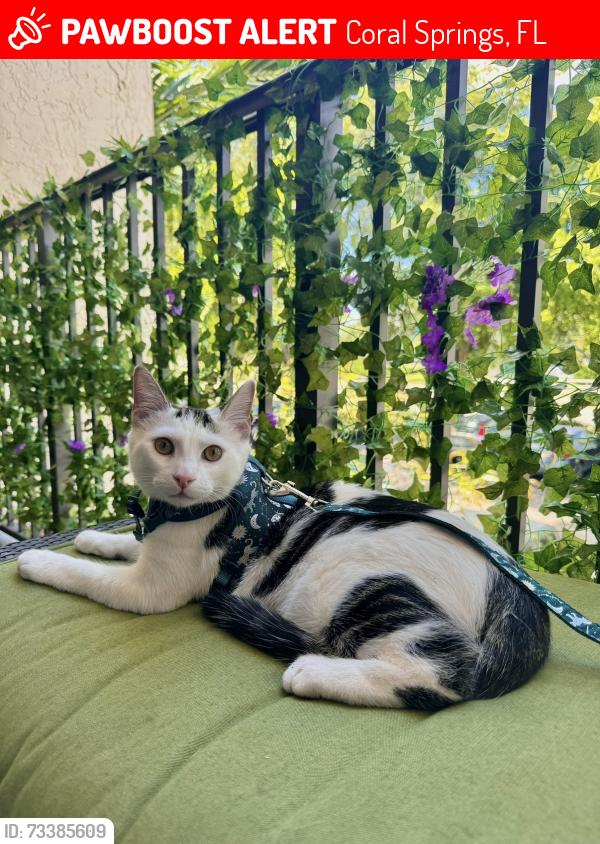 Lost Male Cat last seen The church on sample and riverside, Coral Springs, FL 33065