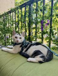 Lost Male Cat last seen The church on sample and riverside, Coral Springs, FL 33065