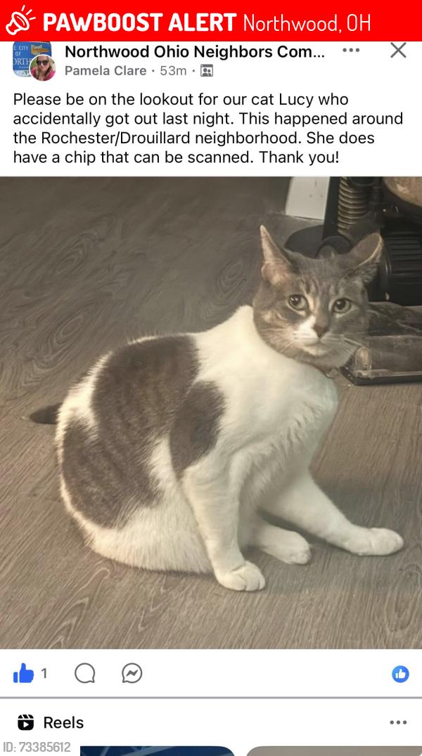 Lost Female Cat last seen Rochester street, Northwood, OH 43619
