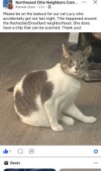 Lost Female Cat last seen Rochester street, Northwood, OH 43619