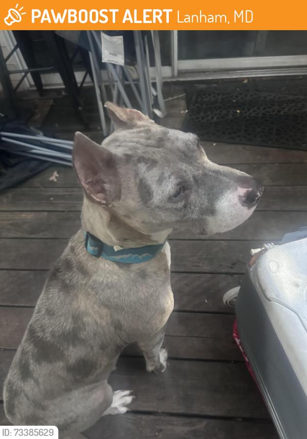 Found/Stray Female Dog last seen Woodstream and Palamar, Lanham, MD 20706