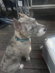 Found/Stray Female Dog last seen Woodstream and Palamar, Lanham, MD 20706