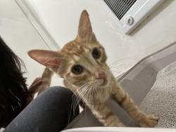 Reunited Male Cat last seen Sherman Way and Vanalden, Los Angeles, CA 91335