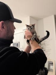 Lost Female Cat last seen Near, The Colony, TX 75056